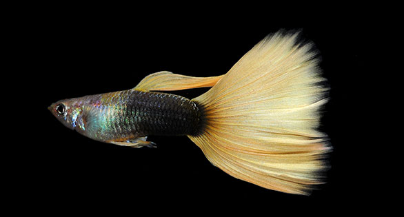 World’s Top Guppies Judged in Florida