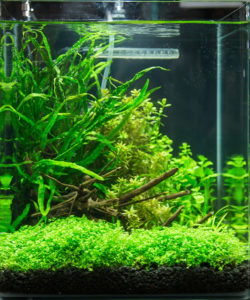 Mike Bernard’s first-place winning small tank entry in the Aquascaping Live! Contest at Aquatic Experience - Chicago 2015. Image by Dan Woudenberg/LuCorp Marketing for the World Pet Association.