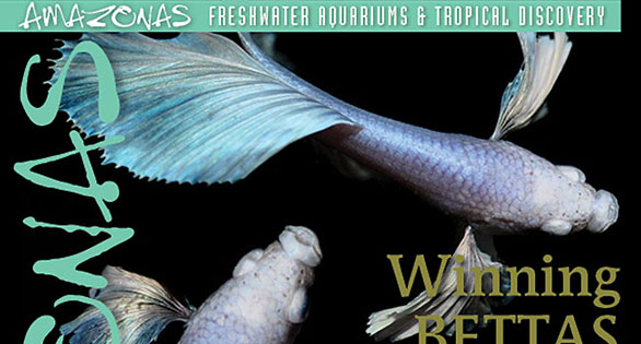 AMAZONAS Issue Preview: January/February 2016