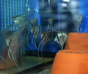 An assortment of wild angelfish purchased as "Ecuadorian" Altums. Not only is Pterophyllum altum not found in Ecuador, but as the fish settled in it became apparent that there may have even been more than one type of wild angelfish variant in the mix, with some fish showing hints of "Rio Nanay" type patterning, and others appearing more like "Manacapuru" Angels. Definitively not real altums, and the price given their size should have been a dead giveaway.