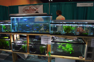 Mike Dawdry (background) busy at work behind a small section of the dozens of tanks on display from Imperial Tropicals.