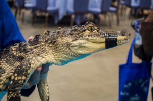 Gator Encounters was among the new exhibits at the World Pet Association’s third annual Aquatic Experience – Chicago, Nov. 6-8, 2015.