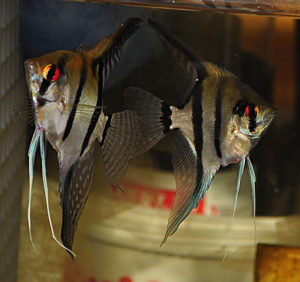 These young silver angelfish eggregiously sold as "Captive Bred" or "Tank-Raised" altums were definitively not Pt. altum, despite carrying a price tag which might have suggested otherwise. They did make really nice wild-type babies...but certainly no altums.