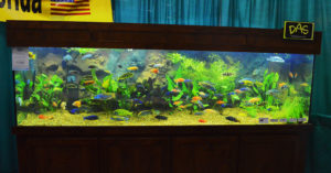 Rift Lake Cichlids on display at the FTFFA Booth, Aquatic Experience - Chicago, 2015.