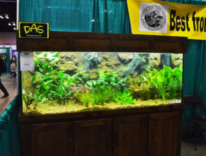 A mix of community type fishes on display at the FTFFA Booth, Aquatic Experience - Chicago, 2015.