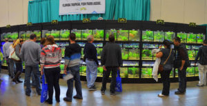 The main display of FTFFA member fish was usually mobbed by spectators!