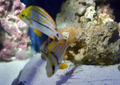 Florida Tropical Fish Farmers Association also highlighted captive bred marine fish, including these aquacultured Porkfish reared by Fisheye Aquaculture. Image by CORAL / AMAZONAS Sr. Editor Matt Pedersen