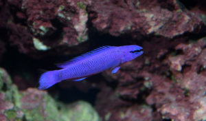 Pseudochromis fridmani, one of the dozens of marine fish species now produced by FTFFA member farms.