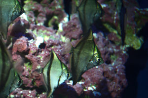 The captive-breeding of Mono sebae in Florida is unique, merging the knowhow of working with pelagic spawning marine fishes, and large scale growout with offsrping destined for freshwater, brackish, and even marine tanks!