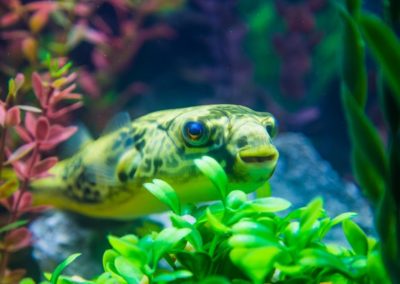 A tank at Aquatic Experience - Chicago 2015. Image by Dan Woudenberg/LuCorp Marketing for the World Pet Association.