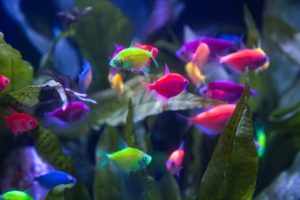 GloFish at Aquatic Experience - Chicago 2015. Image by Dan Woudenberg/LuCorp Marketing for the World Pet Association.