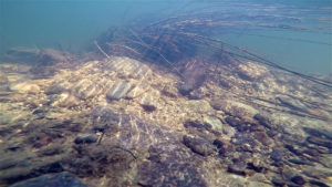 An underwater scene from a stream of Kumardhara river system