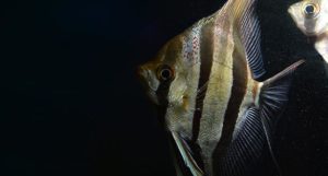 Pterophyllum altum "Rio Atabapo" - a wild collected fish, all grown up now!