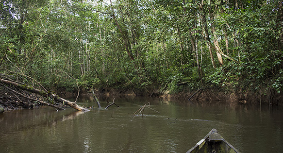 Entering Amazonas: Exploring aquarium fisheries in Leticia, Colombia