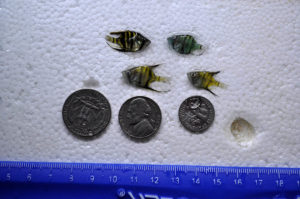 These DOA Altums were sold as wild-caught, 3-4 cm sized fish, and the sales images showed juvenile fish in that nickle-to-quarter body size range. Generally, I measure fish length from head to tail. The first rebuttal was that "Altums are measured in height". Even so...3-4 cm? Ultimately, I was told the vendor was burned by his vendor; the expectation was that the end customer should also be burned?
