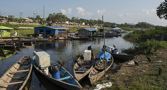 Leticia Continued: the Aquarium Fishery on Colombia’s Amazon
