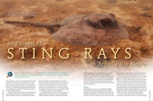 In Pursuit of Stingrays in Brazil’s Rio Negro by Jennifer O. Reynolds