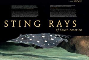 Stingrays of South America by Hans-Georg Evers