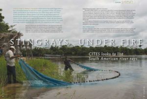 Stingrays Under Fire — CITES looks to list South American river rays by Michael J. Tuccinardi