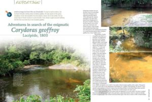Reportage: Adventures in search of the enigmatic Corydoras geoffroy Lacepede, 1803 by Ernst-Otto von Drachenfels