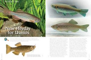 Reportage: New Heyday for Danios by Ralf Britz