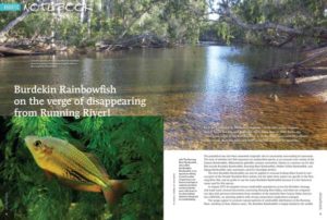 AU's Burdekin Rainbowfish on Verge of Demise - y Peter J. Unmack & Michael P. Hammer