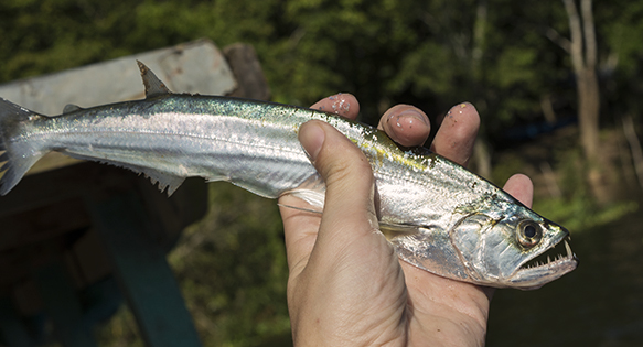 Next stop, Pucallpa: the aquarium fishery on the Rio Ucayali, Peru