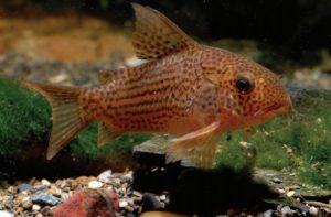 The author's favorite Cory: Corydoras sp. C65 (now described in 2016 as Corydoras eversi)
