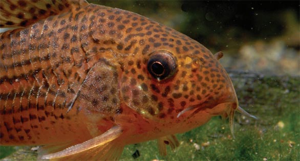 New Corydoras Species Honors AMAZONAS Editor