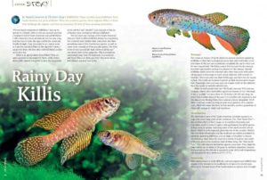 "Rainy Day Killis" by Manolis Johannis and Christian Köpp kicks off our cover feature, introducing the South American Annual (SAA) Killifishes.