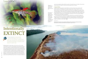 Hans-Georg Evers illuminates the tragic plight of two Killifish species only described in 2007, and now likely wiped out by intentional deforestation for the Belo Monte Dam.