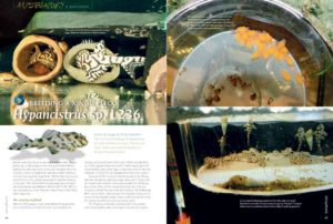 For the pleco lovers in all of us, Ernst Schmidt reports on the breeding of Hypancistrus sp. L236.