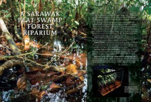 Devin Biggs is back again with a Sarawak blackwater biotope in a riparium featuring marginal plants.