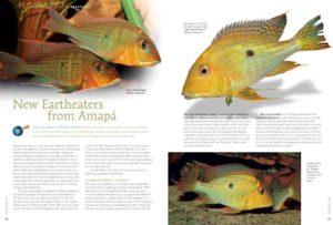 Thomas Weidner examines several previously unknown and highly attractive Eartheaters from the Brazilian state of Amapá.