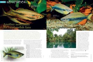 Our Aquatic Notebook starts off with the introduction of the Sembra River Rainbowfish, Melanotaenia sembrae. We also introduce a White strain Hypancistrus sp. L236, and the description of a new Severum species, Heros liberifer,