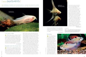 This issues "Species Snapshots" covers albino Corydoras pigmaeus; a look at the "albino Altums" showing up in the aquarium trade; an offbeat Checkboard Cichlid species, Dicrossus foirni; a Frogfish / Angler almost more familiar to saltwater enthusiasts but found in brackish and freshwater habitats, Antennarius biocellatus; a large, metallic red Rasbora, Rasbora kottelati; and a stream loach not yet seen in the trade, Glaniopsis hanitschi.