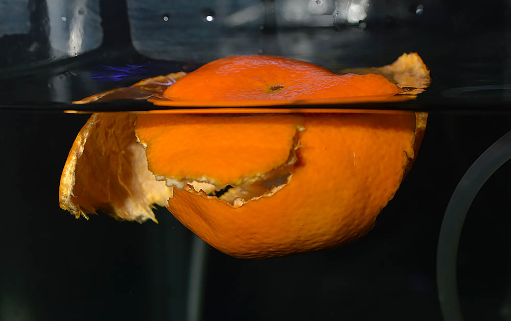 The rind of a clementine now floats in my Discus holding aquarium.