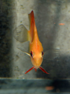 This heavily emaciated fish hadn't eaten in weeks; I had completely written it off.