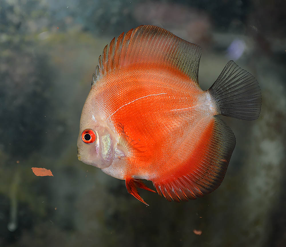 A Red Melon Discus from the group of assorted Malaysian imports; fairly representative of the condition of the fish upon arrival.