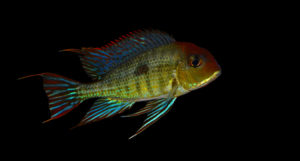 Geophagus sp. "Tapajos", yet another popular endemic fish at risk due to another unpopular Brazilian Dam project?
