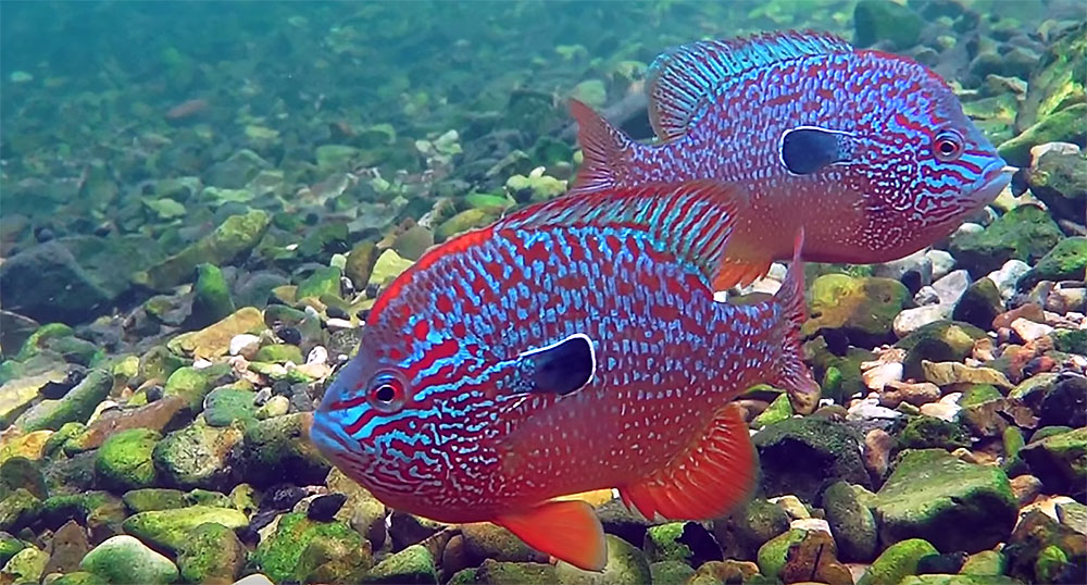 Incredible footage of Longear Sunfishes from the Youtube channel of Brandon Brown!