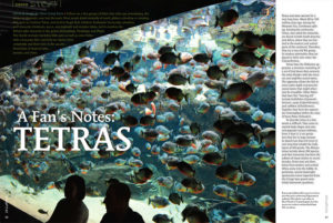 Hans-Georg Evers writes, "If there are few groups of fishes that defy easy stereotyping, the tetras may lead the pack...this family includes harmless little gems as well as some fishes with a fearsome bite—and here we explore their complexity..."