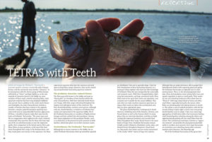 Tetras wit Teeth - Mike Tuccinardi examines two groups of predatory characins with heart-stopping dentition!