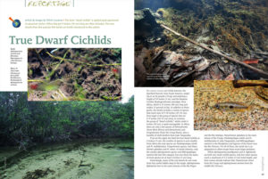 Oliver Lucanus presents two of the smallest cichlid species in "True Dwarf Cichlids"; learn more about the diminutive South American Apistogramma minima, and Africa's minuscule Nanochromis minor.