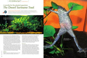 Do not confuse them with the common "Dwarf Aquatics Frogs" you may be familiar with. Petra Saracbasi will introduce you to a novelty for the planted aquarium: The Dwarf Suriname Toad (Pipa parva).