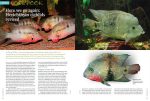 Thomas Weidner provides an introduction to the latest, 2015 revision of herichthyin cichlids to kick off the Aquatic Notebook department in the current issue.