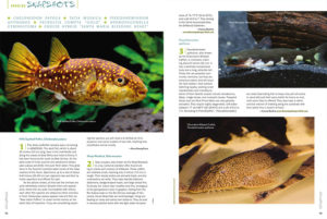 This issue's "Species Snapshots" examines the Milk Spotted Puffer, Chelonodon patoca; the sly, nocturnal Ninja Woodcat, Tatia musaica; the moderately-sized Chameleon Whiptail Catfish, Pseudohemiodon apithanos; a notable mutation of the Leopard Frog Pleco, Peckoltia compta (aka. L134); the difficult to find Queen Moss, Hydropogonella gymnostoma; and a strikingly contrasting hybrid Endler strain, the Santa Maria Bleeding Heart Endler, originating from the breeding of Japan-based Kenichiro Tamura.