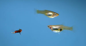 Poecilia wingei "Campoma Blue Star Endler"