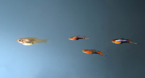 Poecilia wingei "Campoma Blue Star Endler"