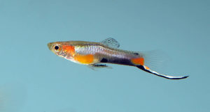 Poecilia wingei "Campoma Blue Star Endler"
